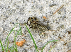 Dysmachus trigonus