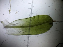 Syntrichia montana