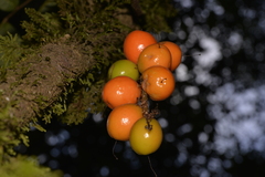 Hicksbeachia pinnatifolia