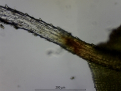 Syntrichia montana