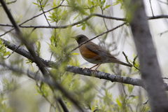 Turdus chrysolaus
