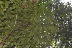 Hicksbeachia pinnatifolia