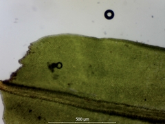Syntrichia montana