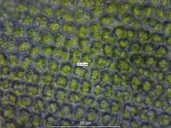 Syntrichia montana