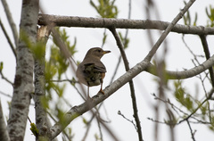 Turdus chrysolaus