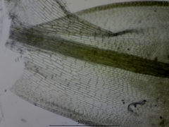Syntrichia montana