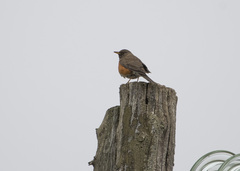 Turdus chrysolaus