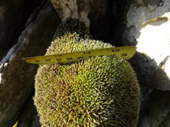 Syntrichia montana