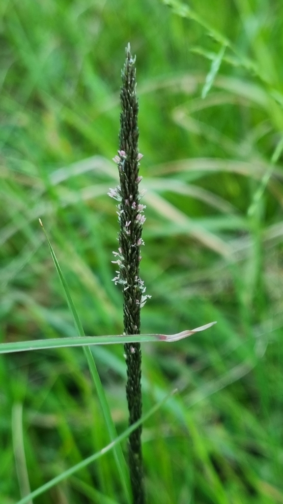 Parramatta Grass from Upwey VIC 3158, Australia on December 06, 2022 at ...