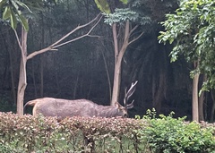 Rusa