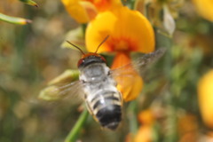 Megachile aurifrons