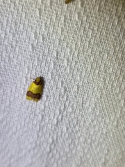 Heterallactis microchrysa