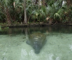 Trichechus manatus latirostris