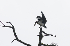 Leptoptilos javanicus