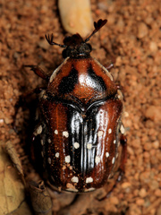 Clinteroides permutans