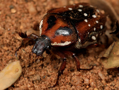 Clinteroides permutans