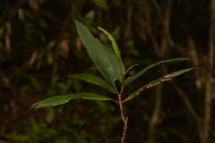 Syzygium ingens