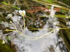Sagittaria kurziana