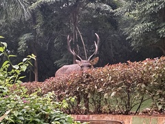 Rusa