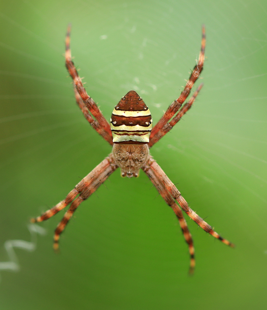 Shield Garden Orbweaver