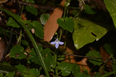 Lobelia trigonocaulis