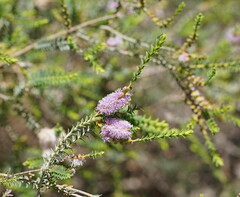 Melaleuca decussata