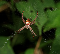 Argiope aurocincta