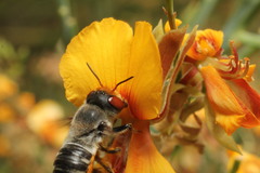 Megachile aurifrons