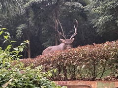 Rusa