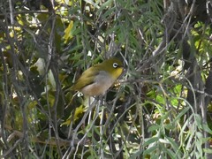 Zosterops virens capensis