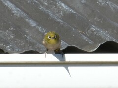 Zosterops virens capensis