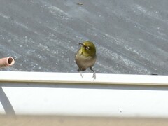 Zosterops virens capensis