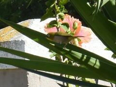 Zosterops virens capensis