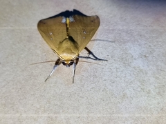 Ophiusa discriminans