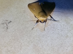 Ophiusa discriminans