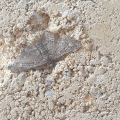 Pasiphilodes testulata