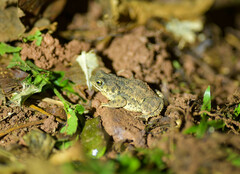 Rhinella