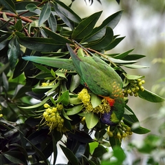Xanthostemon chrysanthus
