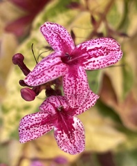 Pseuderanthemum carruthersii