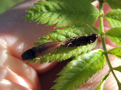 Athous haemorrhoidalis