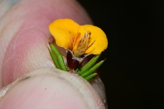 Pultenaea juniperina