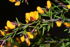 Pultenaea juniperina