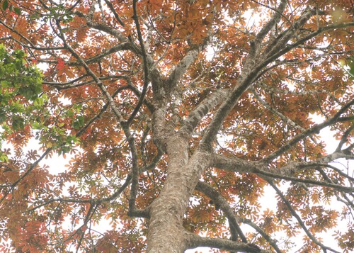 Image of Canarium strictum by (c) madhavan a.p, some rights reserved (CC BY)
