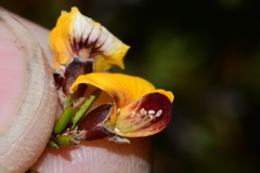 Pultenaea juniperina