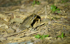 Rhinella