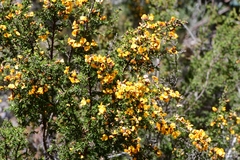 Pultenaea juniperina