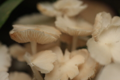 Termitomyces microcarpus