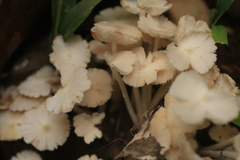 Termitomyces microcarpus