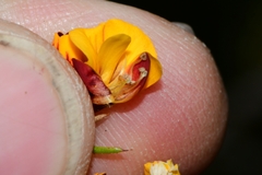 Pultenaea juniperina