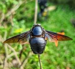 Xylocopa latipes